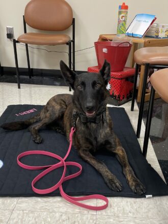 Therapy K9 Liberty-Portage County Sheriff’s Office